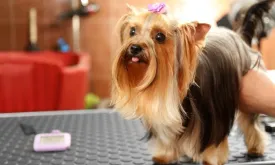 Dog Grooming Session for One Dog at The Royal Pooch & Co