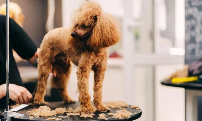 Dog Grooming Session for One Dog at The Royal Pooch & Co