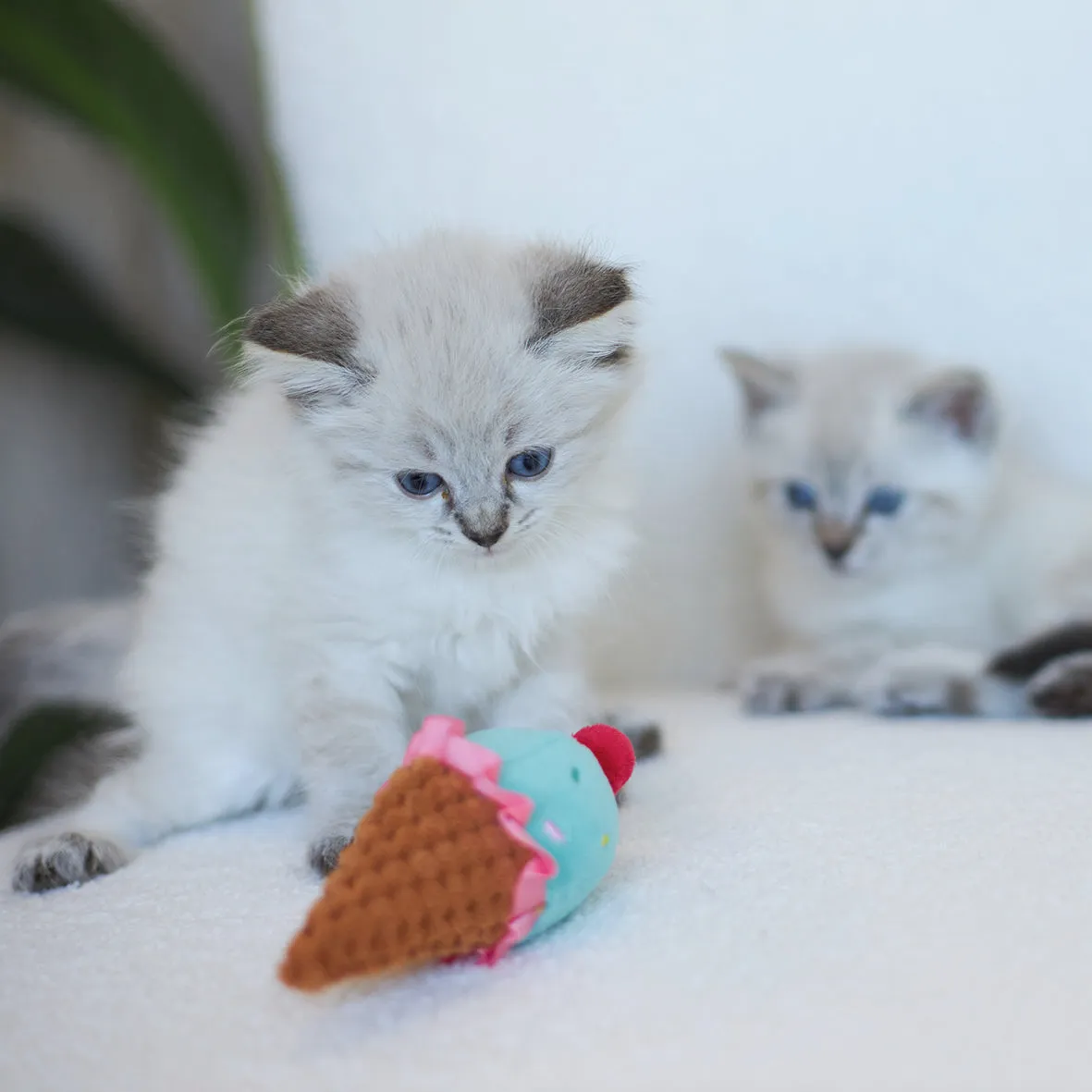 Icecream Vibes with catnip and vibration