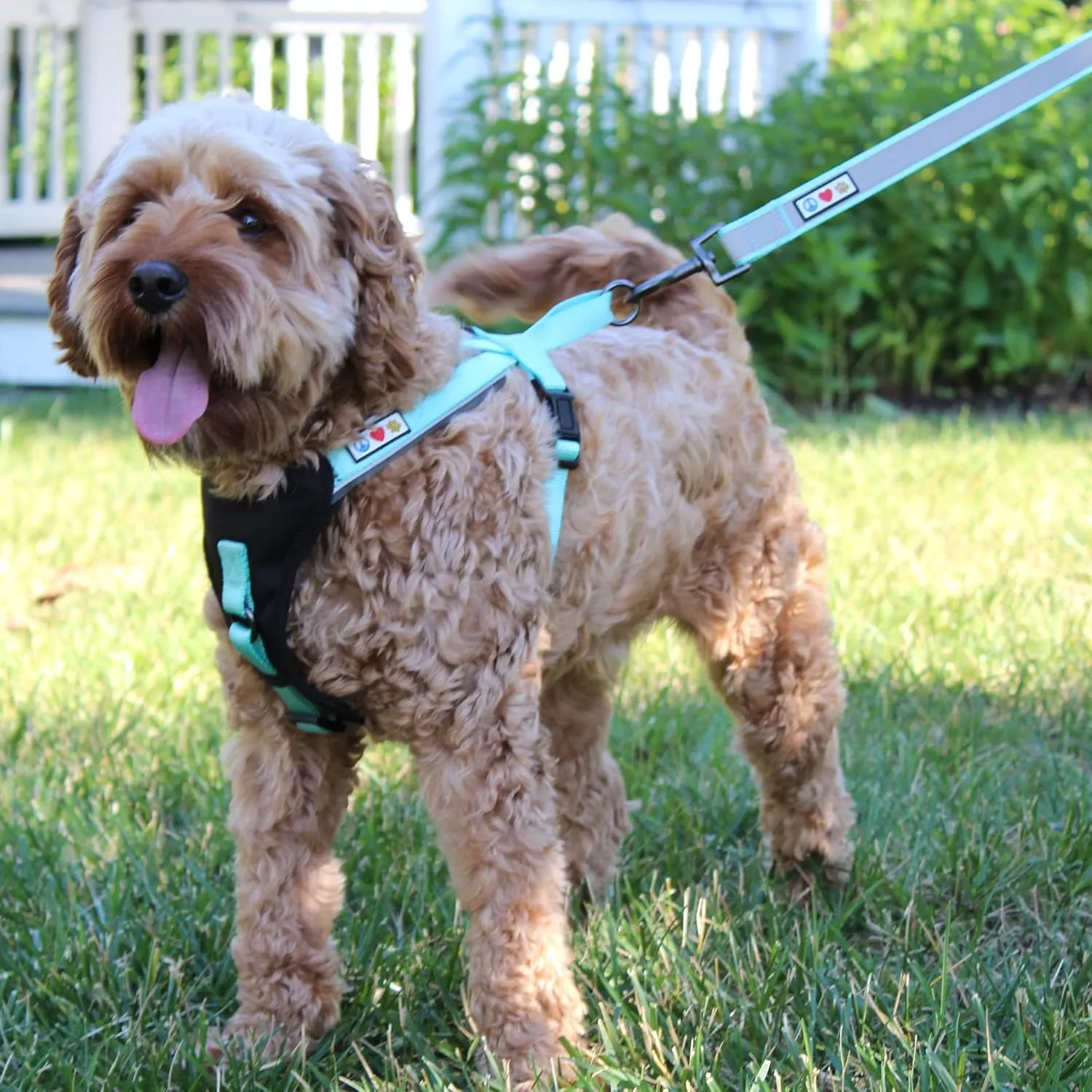 Pawtitas Reflective Dog Harness - Padded, Comfortable Control for Walks or Runs - XS, Black