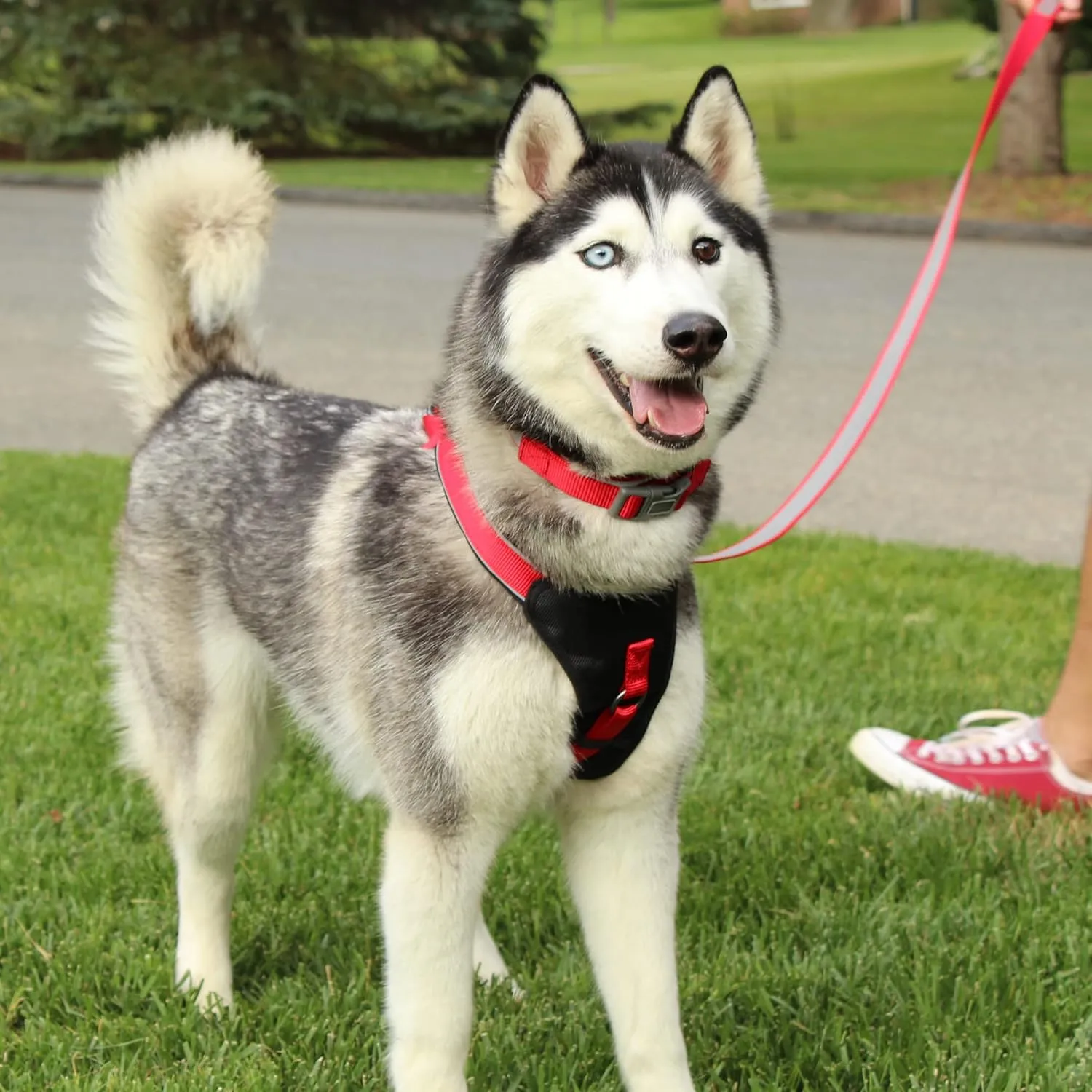 Pawtitas Reflective Dog Harness - Padded, Comfortable Control for Walks or Runs - XS, Black